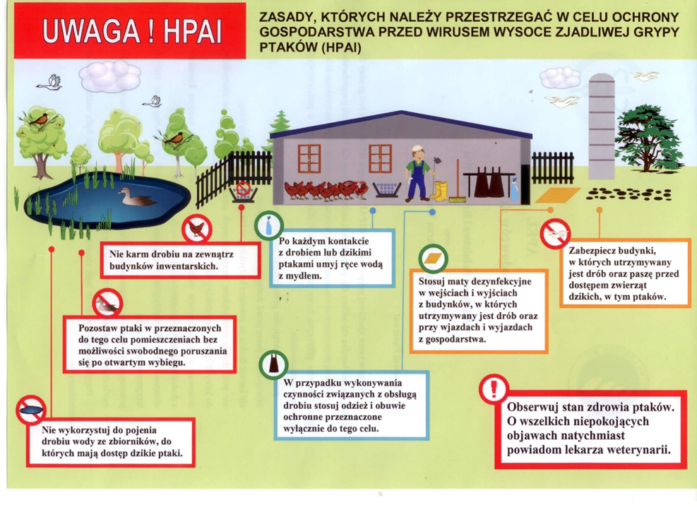 W związku z pismem Warmińsko-Mazurskiego Wojewódzkiego Lekarza Weterynarii w Olsztynie z dnia 29.09.2023 roku w sprawie zagrożenia wystąpienia grypy ptaków informujemy o konieczności zgłaszania właściwym terytorialnie powiatowym lekarzom weterynarii przypadków znalezienia zwłok ptaków związanych ze środowiskiem wodnym (kaczek, gęsi, łabędzi) oraz ptaków drapieżnych. Potrzeba takiego działania związana jest z ciągłym zagrożeniem wystąpienia grypy ptaków. Choroba ta występuje sezonowo (późna jesień, zima, wczesna wiosna), a jej rezerwuarem są właśnie ww. ptaki. Zawleczenie choroby gospodarstw utrzymujących drób skutkuje olbrzymimi stratami gospodarczymi (odszkodowania, koszty likwidacji, jak też skutki wstrzymania handlu drobiem i produktami z drobiu). Pozostawianie w środowisku zwłok ptaków padłych z powodu grypy niesie ogromne ryzyko bowiem wirus wywołujący tę chorobę szczególnie długo zachowuje swoją zjadliwość w niskich temperaturach oraz przy braku światła słonecznego czyli w warunkach obecnej aury. Powiatowy Inspektorat Weterynarii w Kętrzynie tel. 89 751 27 47, godziny: Poniedziałek - Piątek  7:00 - 15:00